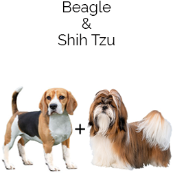 Bea-Tzu Dog